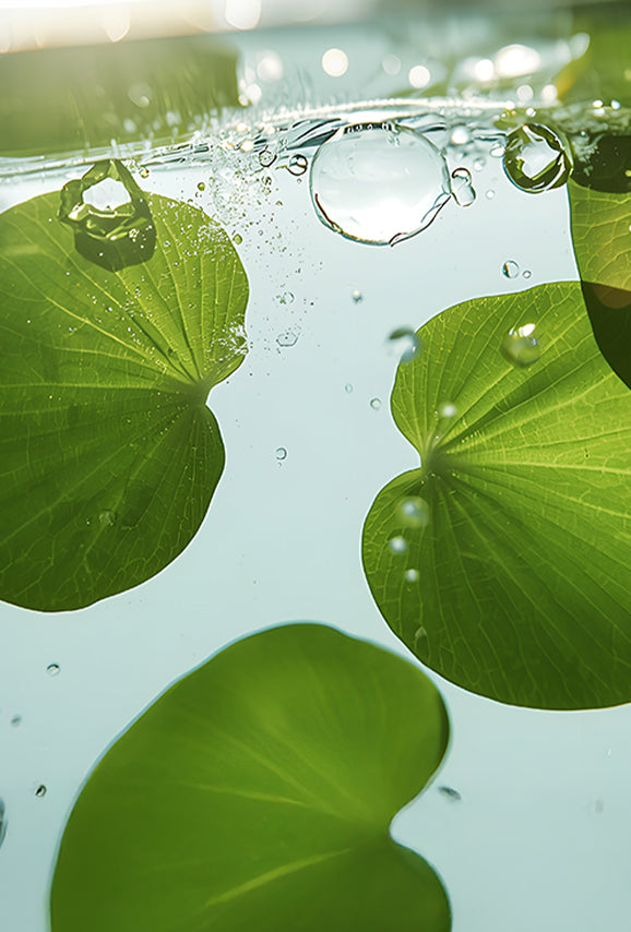 CICA (CENTELLA ASIATICA)